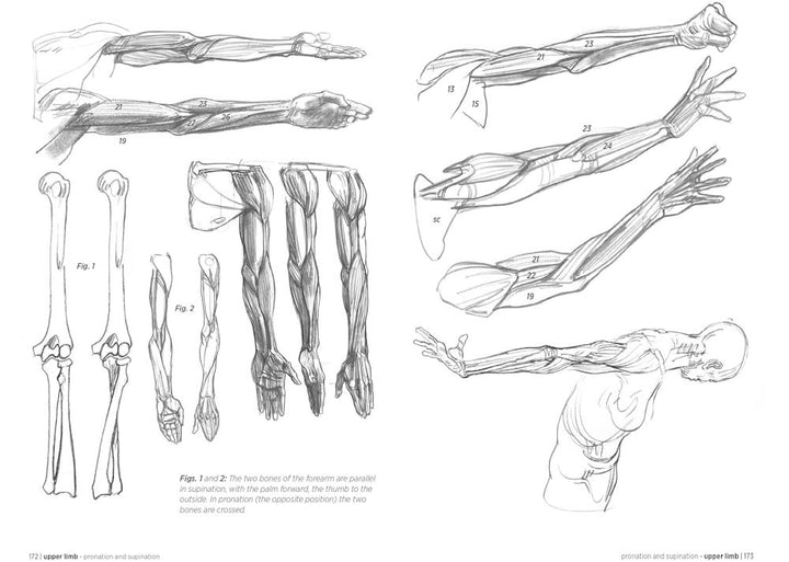 Morpho: Anatomy for Artists