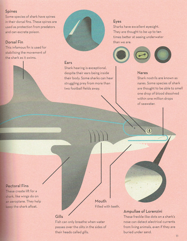 Smart About Sharks