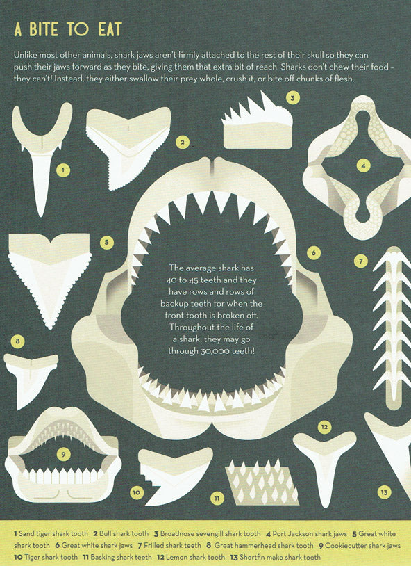 Smart About Sharks