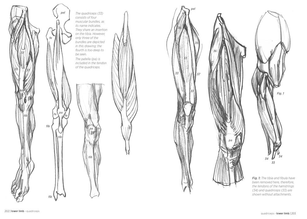 Morpho: Anatomy for Artists