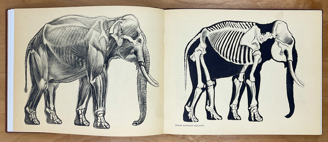 Animal Anatomy & Psychology for the Artist and Layman