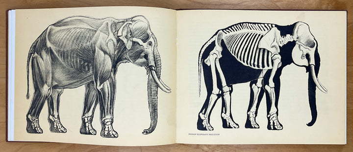 Animal Anatomy & Psychology for the Artist and Layman
