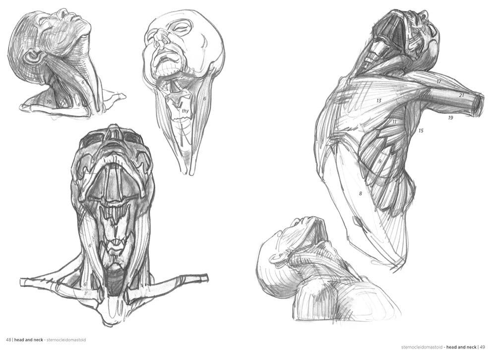 Morpho: Anatomy for Artists