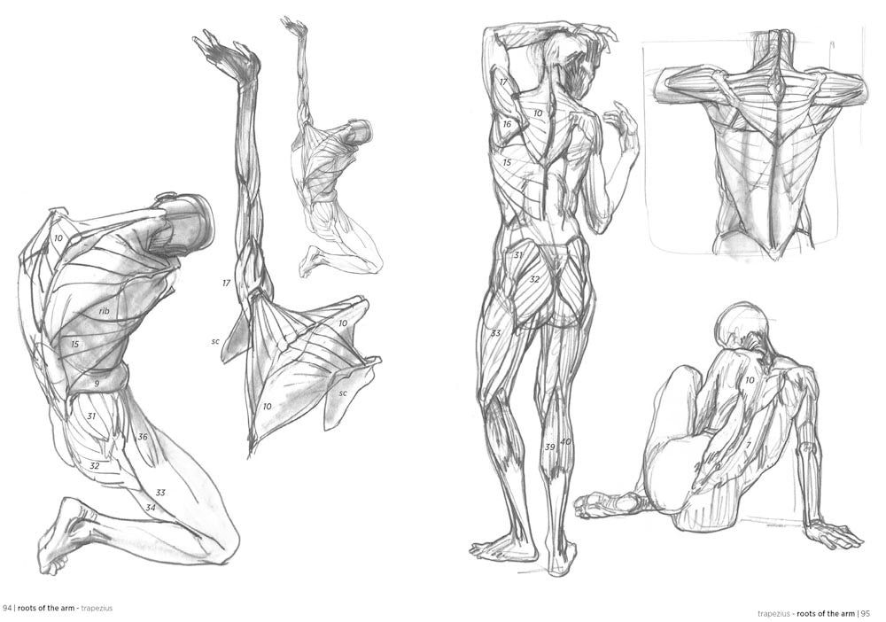 Morpho: Anatomy for Artists