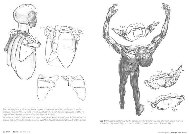 Morpho: Anatomy for Artists