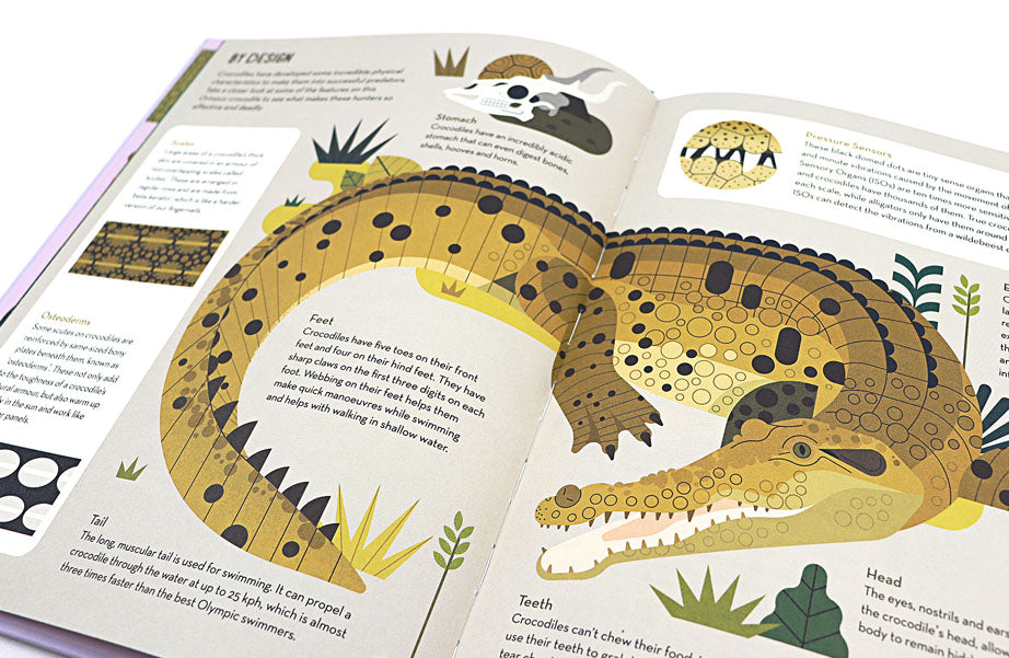 Curious About Crocodiles
