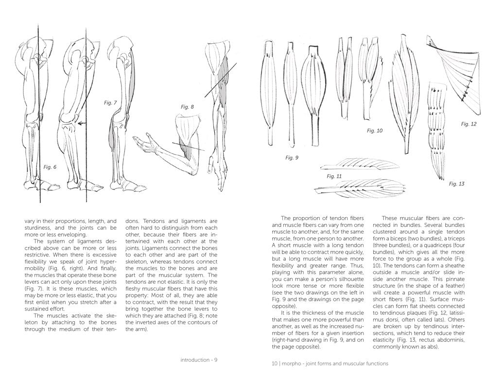 Morpho: Joint Forms and Muscular Functions: Anatomy for Artists