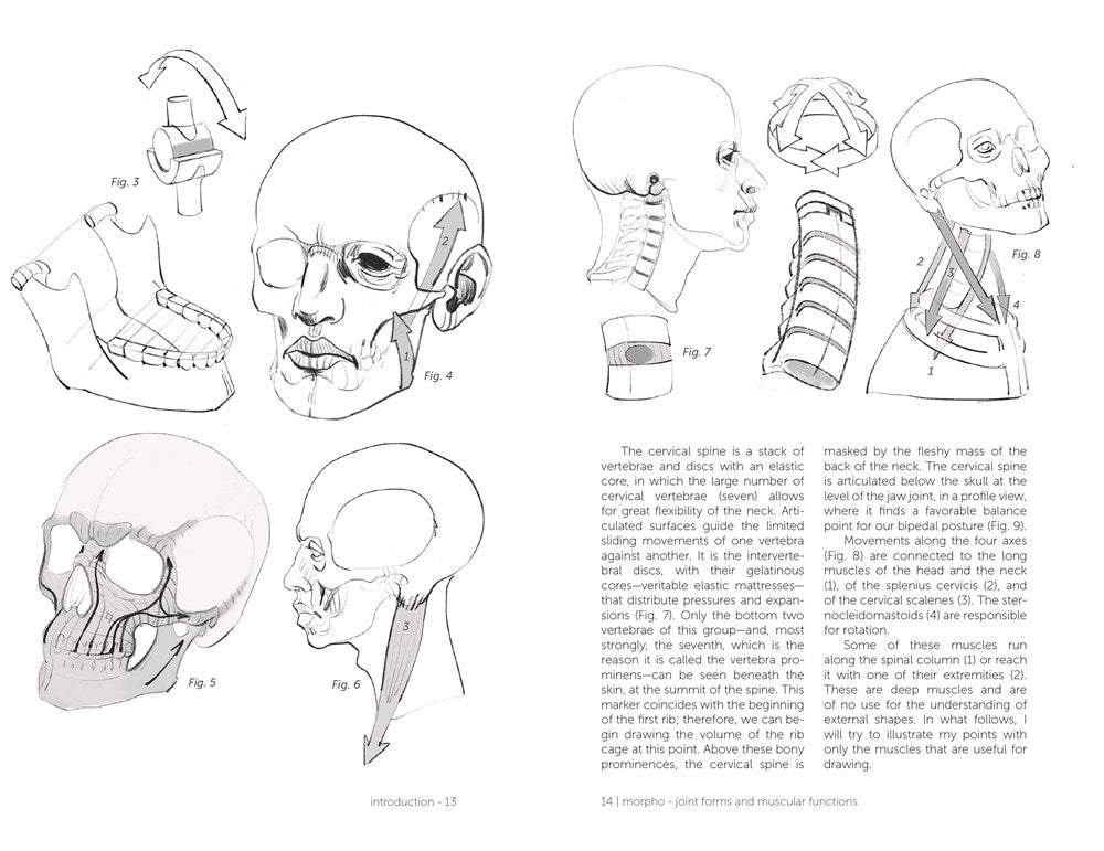 Morpho: Joint Forms and Muscular Functions: Anatomy for Artists