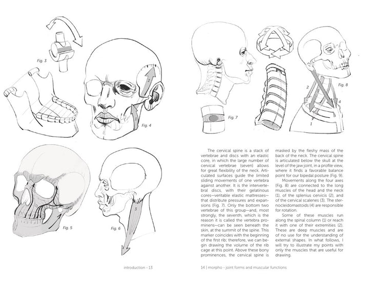 Morpho: Joint Forms and Muscular Functions: Anatomy for Artists