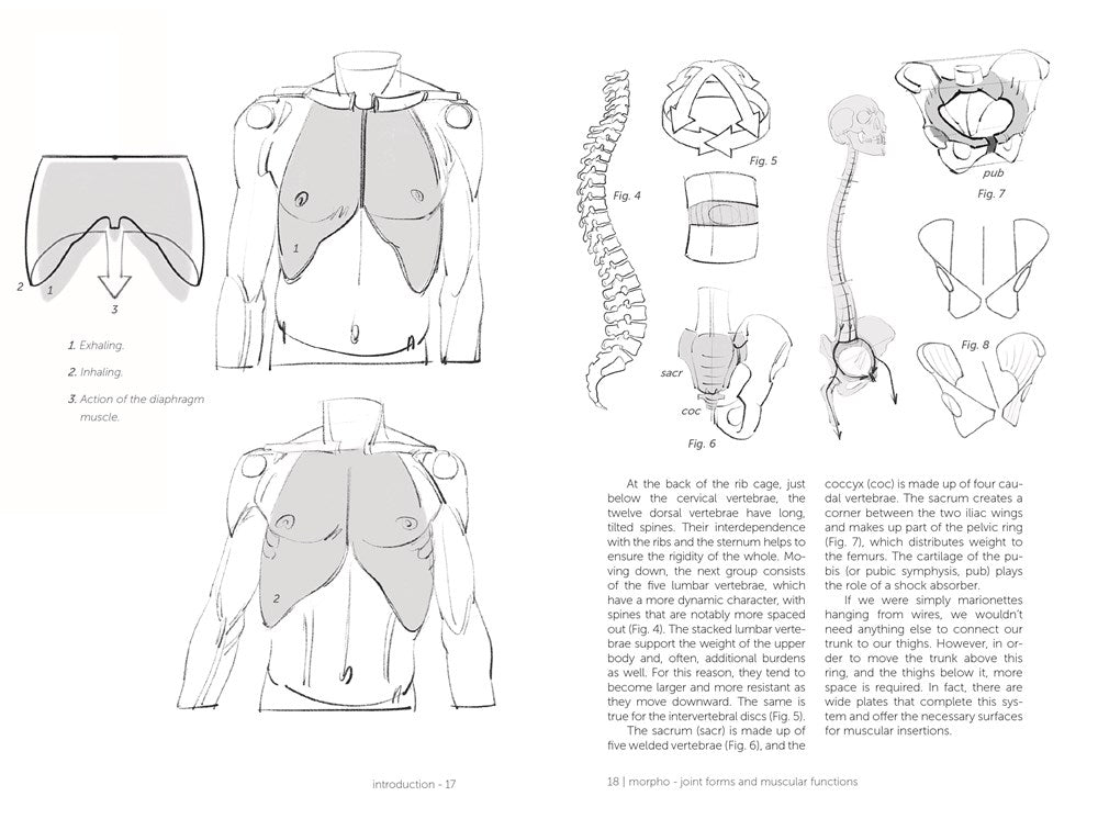 Morpho: Joint Forms and Muscular Functions: Anatomy for Artists