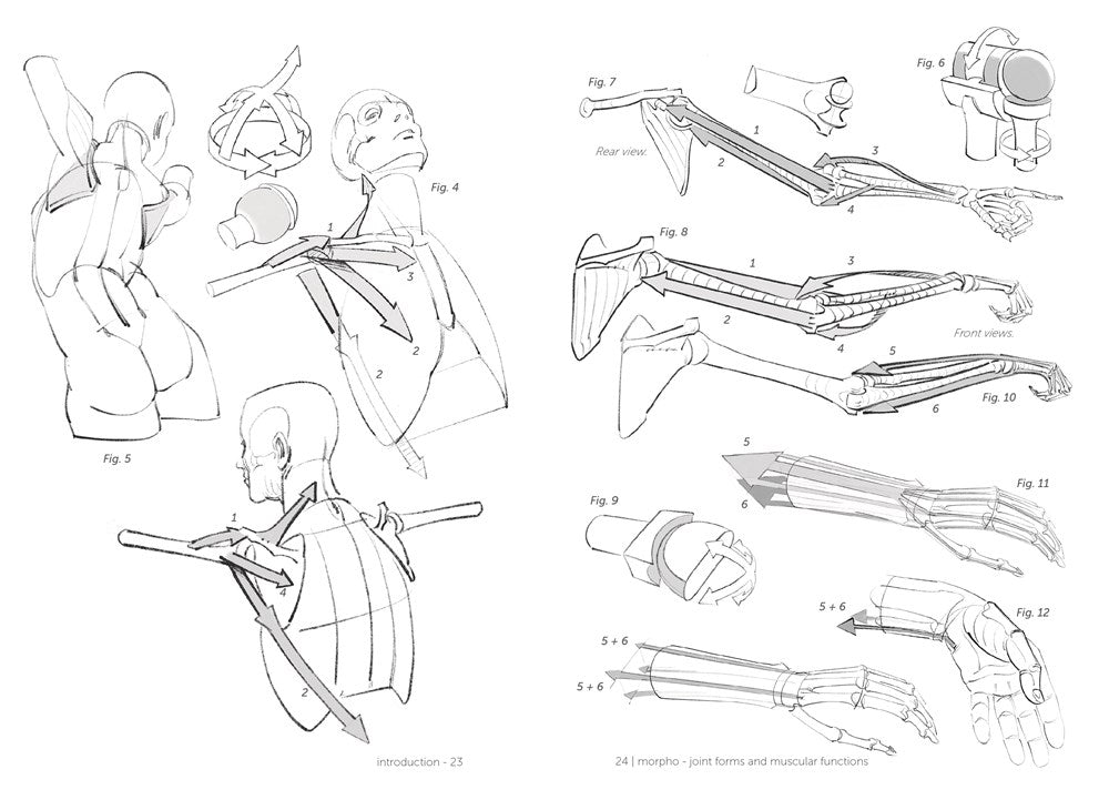 Morpho: Joint Forms and Muscular Functions: Anatomy for Artists