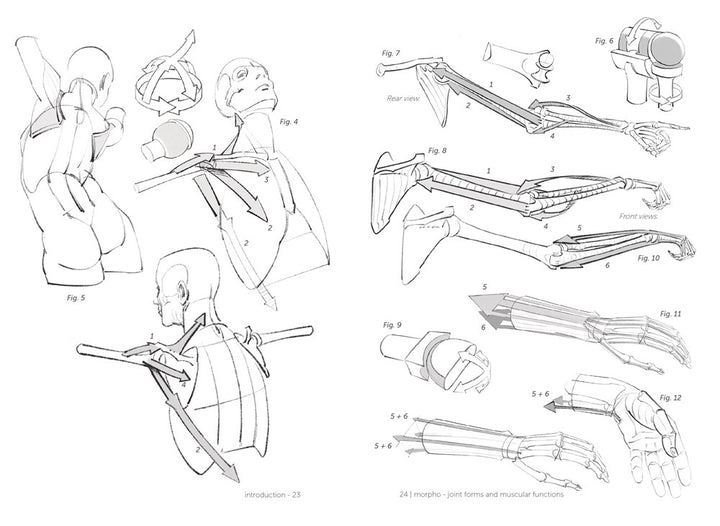 Morpho: Joint Forms and Muscular Functions: Anatomy for Artists