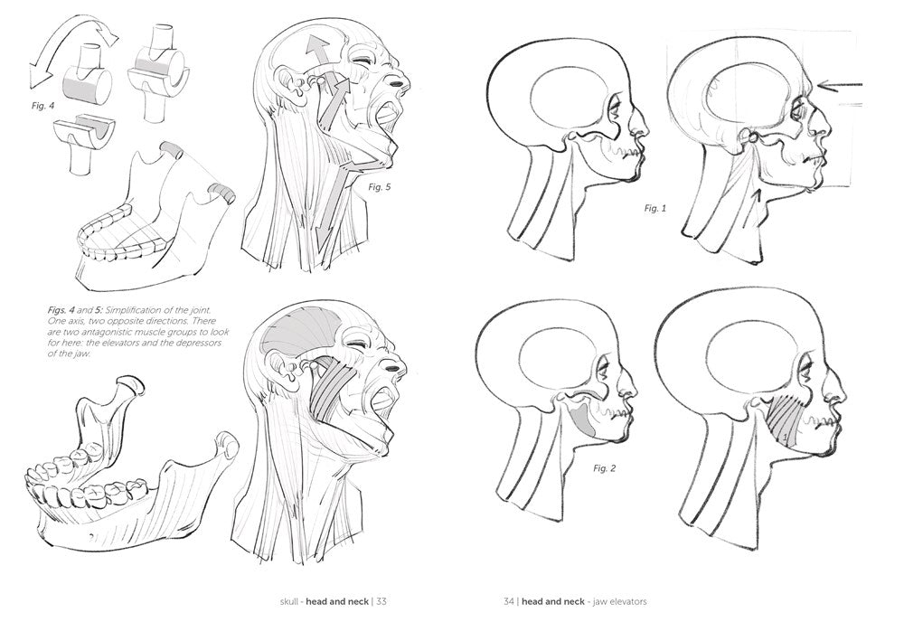 Morpho: Joint Forms and Muscular Functions: Anatomy for Artists