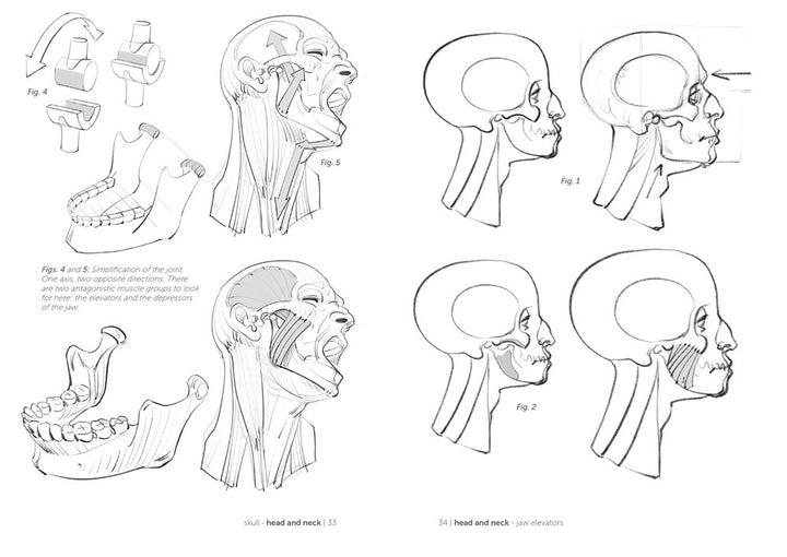 Morpho: Joint Forms and Muscular Functions: Anatomy for Artists