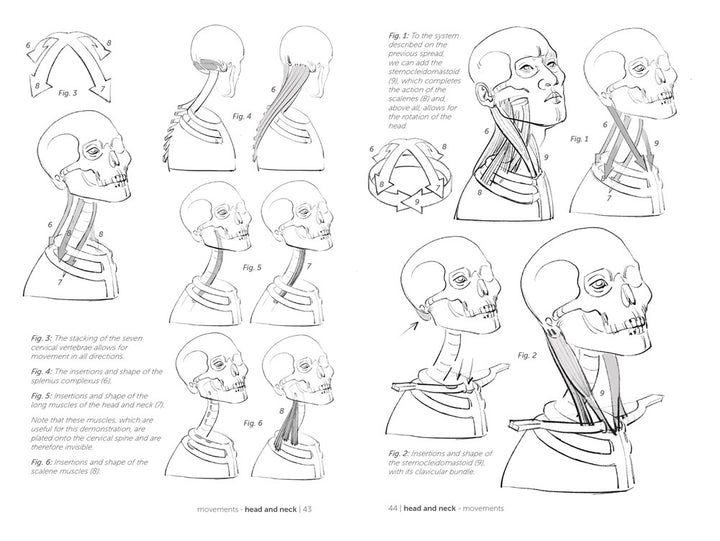 Morpho: Joint Forms and Muscular Functions: Anatomy for Artists