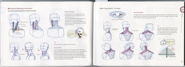 Rockhe Kim's Anatomy Drawing Class - in English