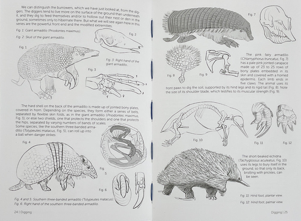 Morpho: Mammals: Elements of Comparative Morphology