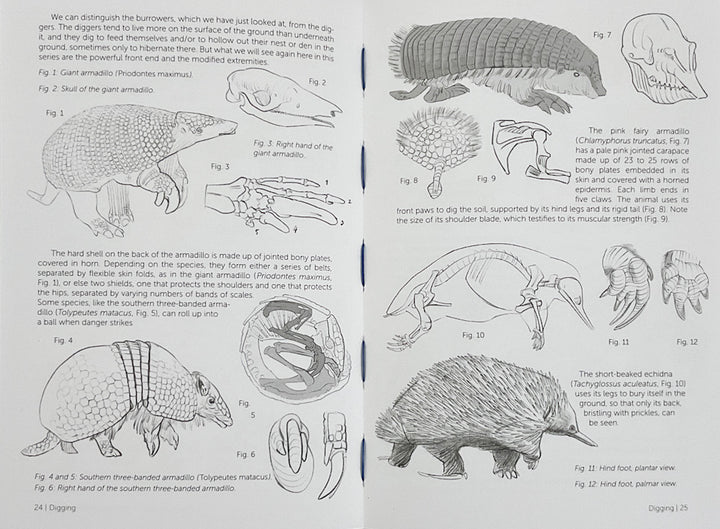 Morpho: Mammals: Elements of Comparative Morphology