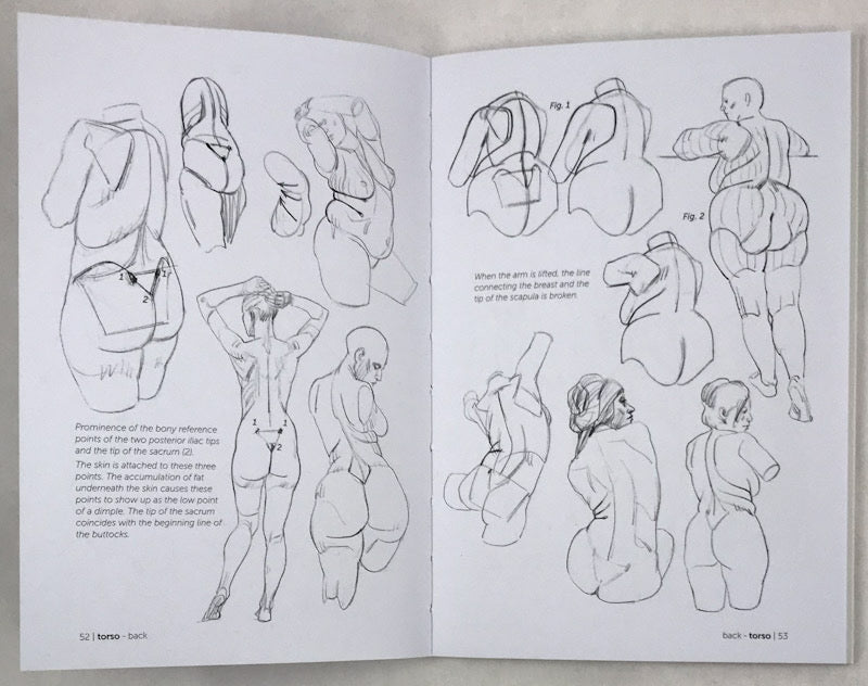 Morpho: Fat and Skin Folds: Anatomy for Artists