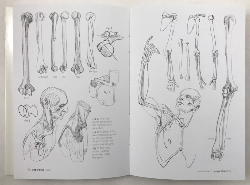 Morpho: Skeleton & Bone Reference Points: Anatomy for Artists