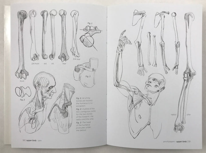 Morpho: Skeleton & Bone Reference Points: Anatomy for Artists