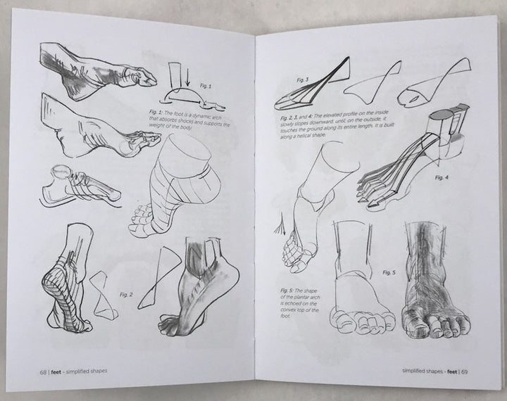 Morpho: Hands and Feet: Anatomy for Artists