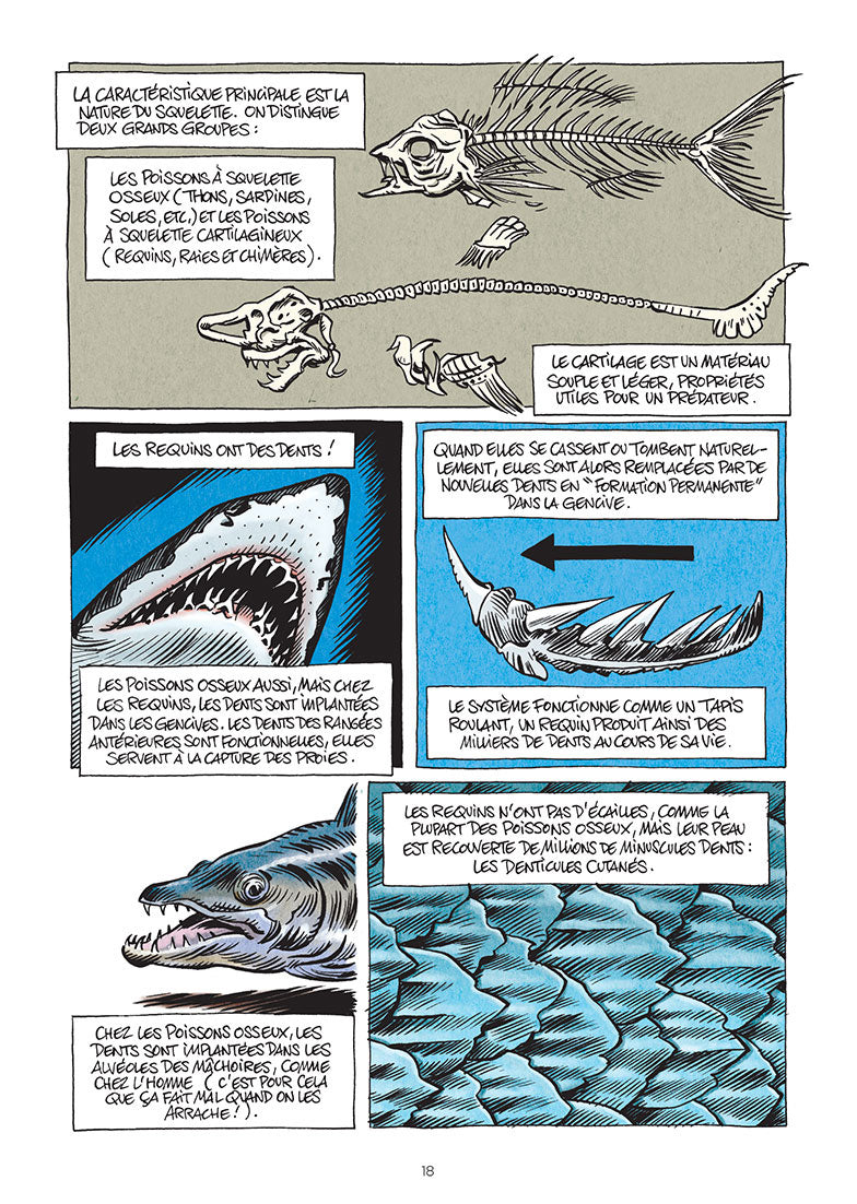 La petite Bédéthèque des Savoirs, Tome 3: Les requins: Les connaître pour les comprendre