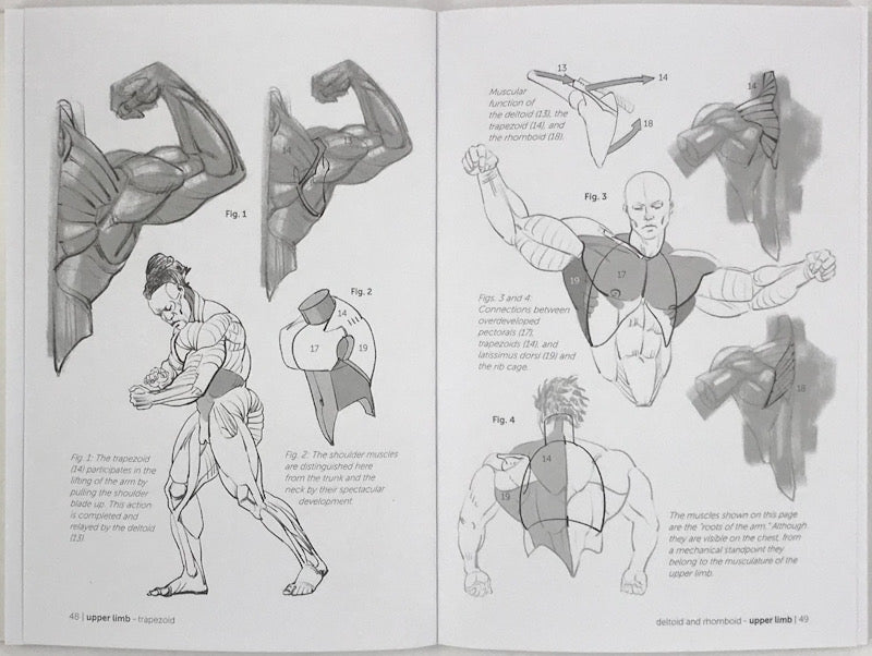 Morpho: Muscled Bodies: Anatomy for Artists