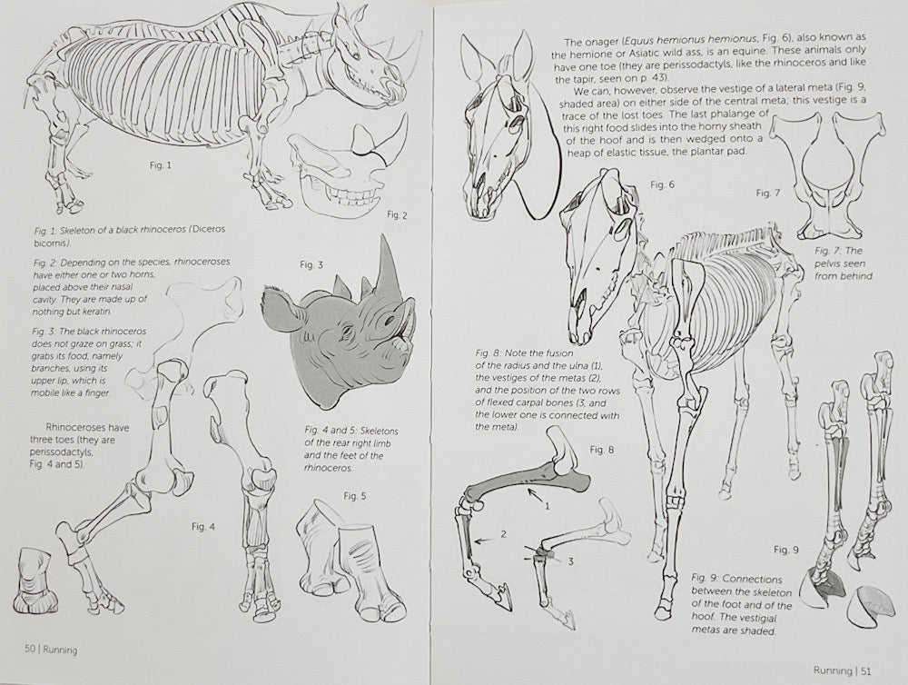 Morpho: Mammals: Elements of Comparative Morphology