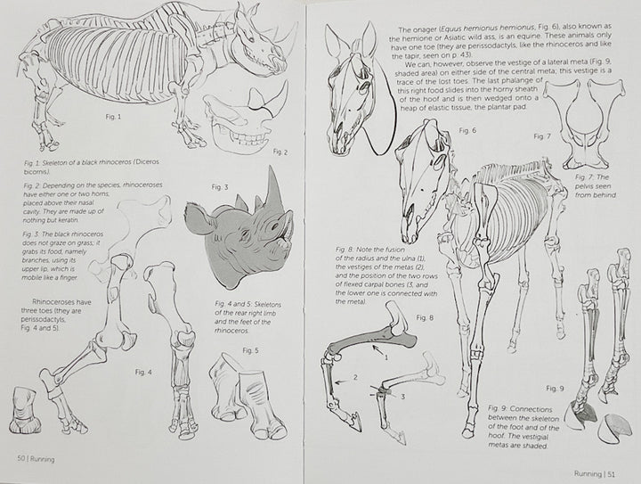 Morpho: Mammals: Elements of Comparative Morphology