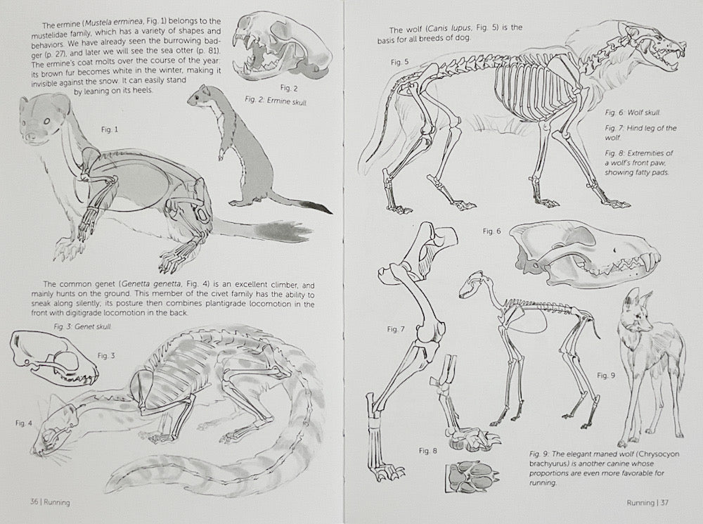 Morpho: Mammals: Elements of Comparative Morphology