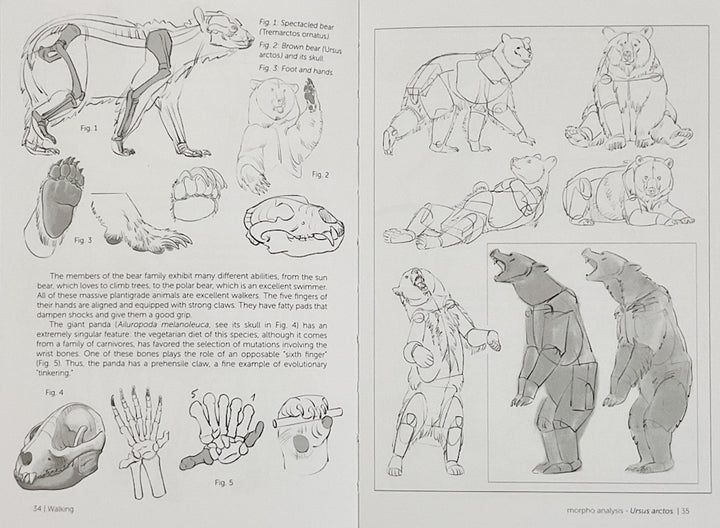 Morpho: Mammals: Elements of Comparative Morphology