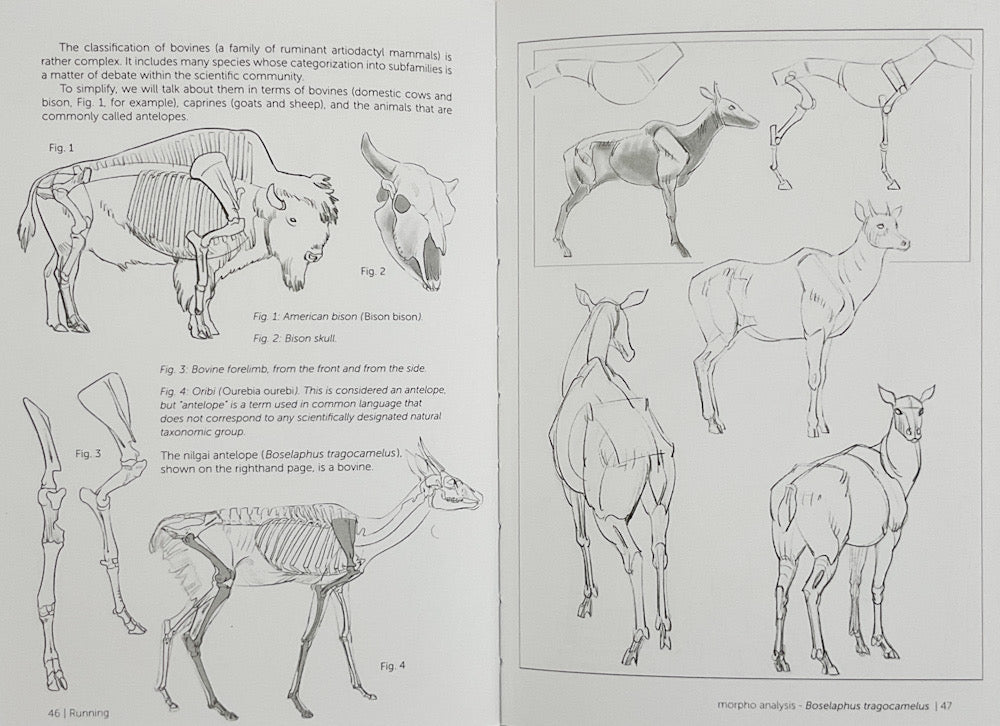 Morpho: Mammals: Elements of Comparative Morphology