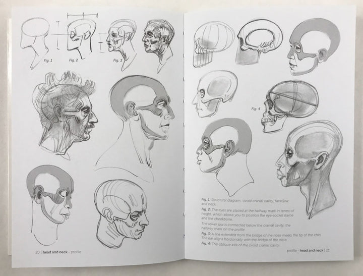 Morpho: Skeleton & Bone Reference Points: Anatomy for Artists