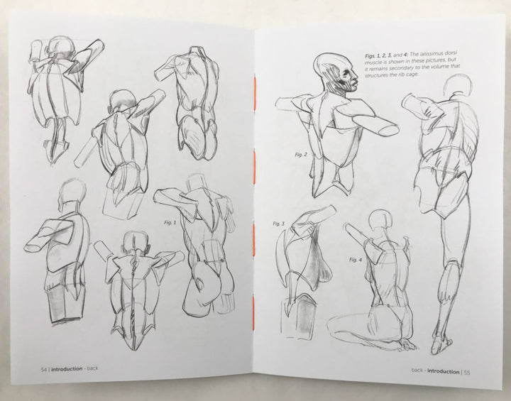 Morpho: Simplified Forms: Anatomy for Artists