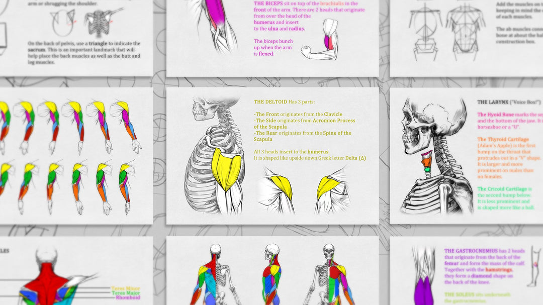 Choonhachat Anatomy Pack