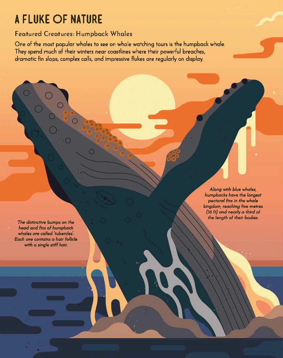 Wild About Whales