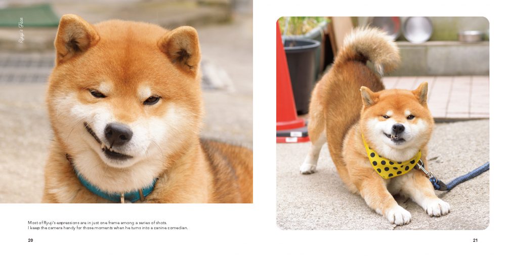 Shiba Inu: Ryuji