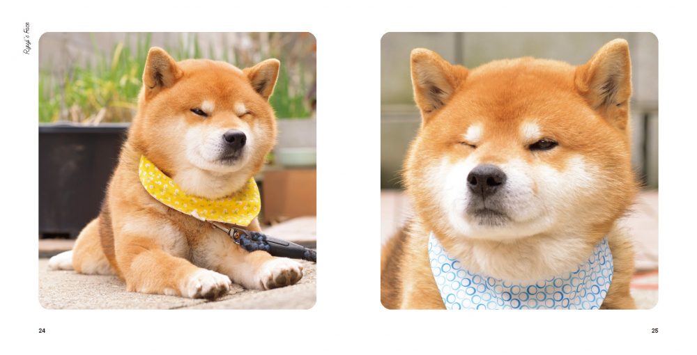 Shiba Inu: Ryuji