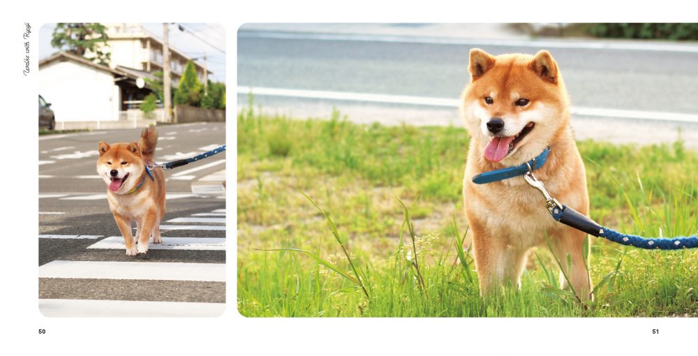 Shiba Inu: Ryuji