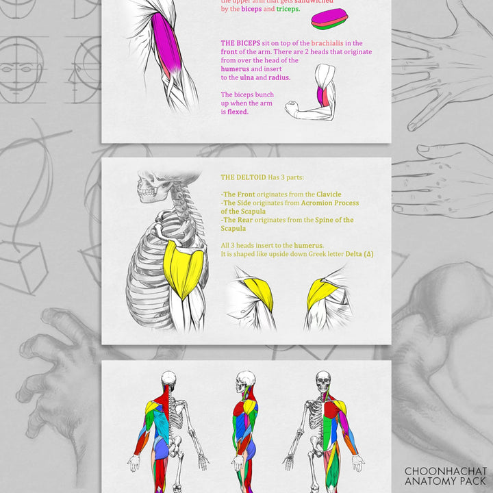 Choonhachat Anatomy Pack