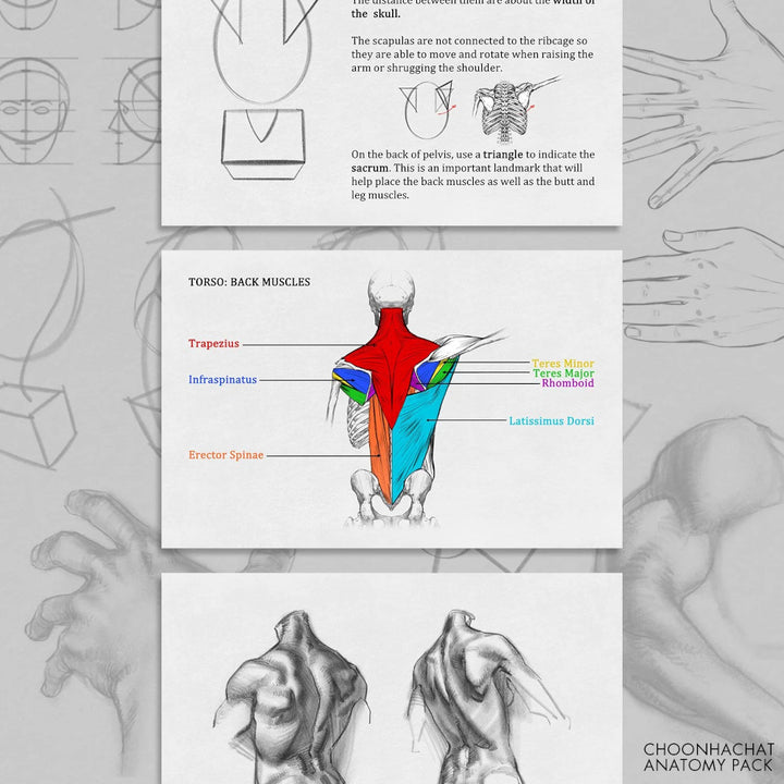 Choonhachat Anatomy Pack