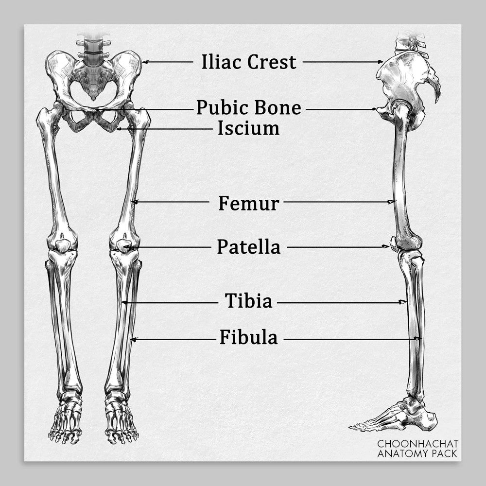 Choonhachat Anatomy Pack