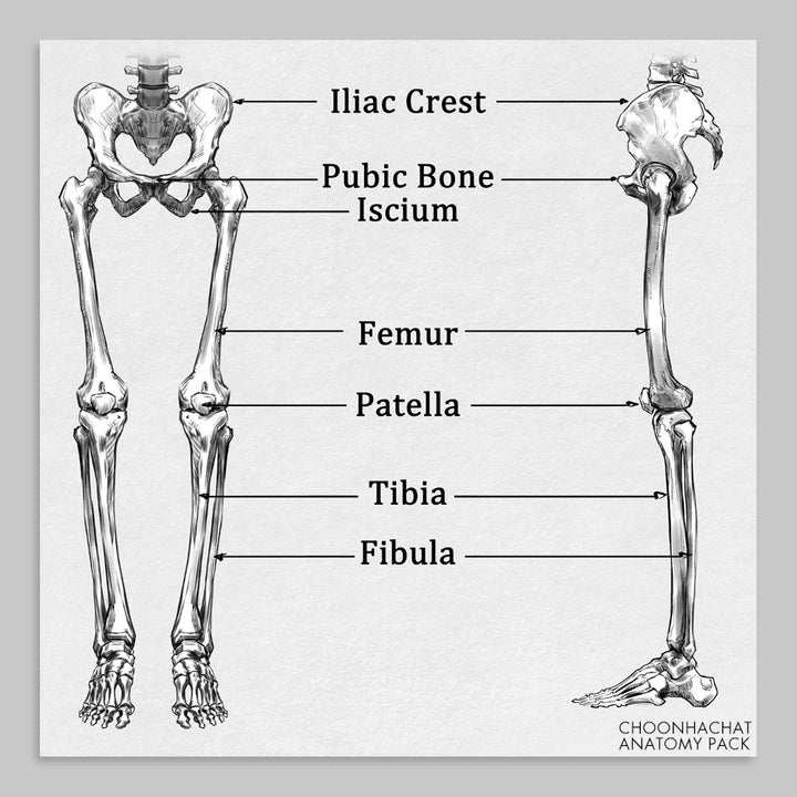 Choonhachat Anatomy Pack