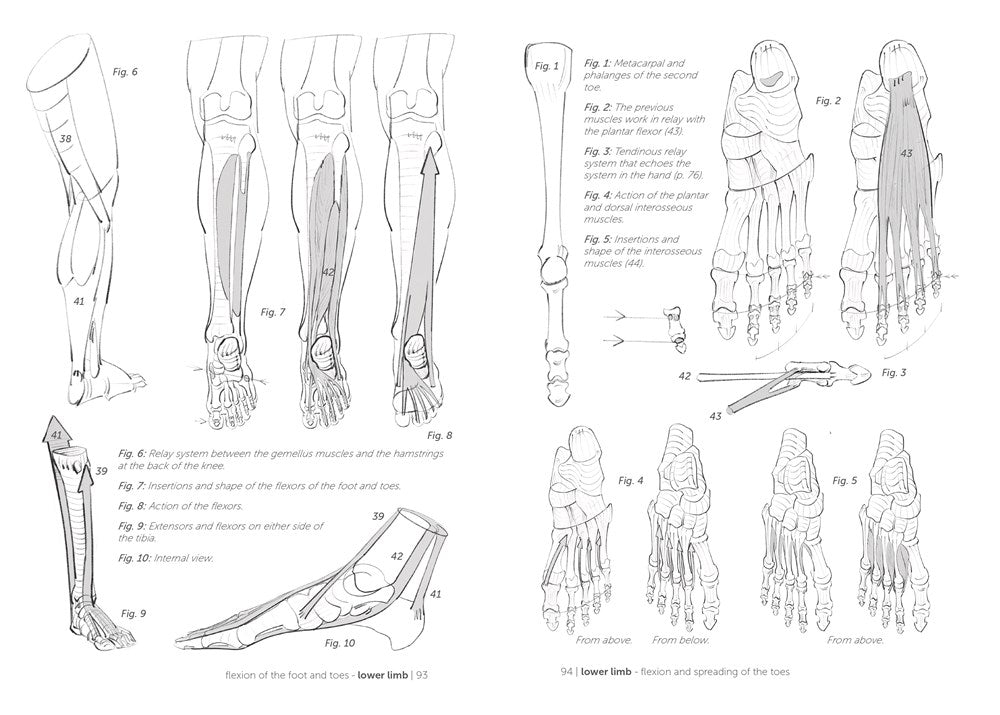 Morpho: Joint Forms and Muscular Functions: Anatomy for Artists