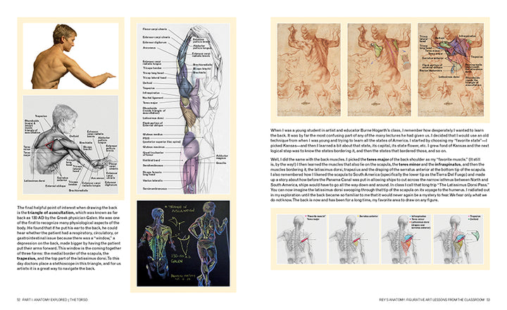 Rey's Anatomy