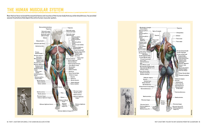 Rey's Anatomy