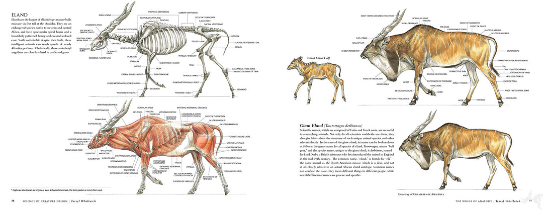 Science of Creature Design: Understanding Animal Anatomy - First Printing