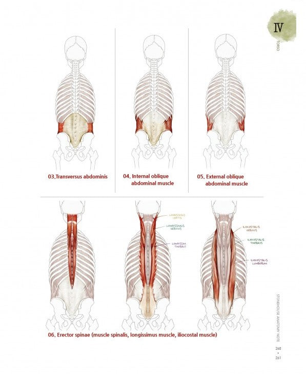 Stonehouse's Anatomy (Stonehouse Anatomy Note) in English