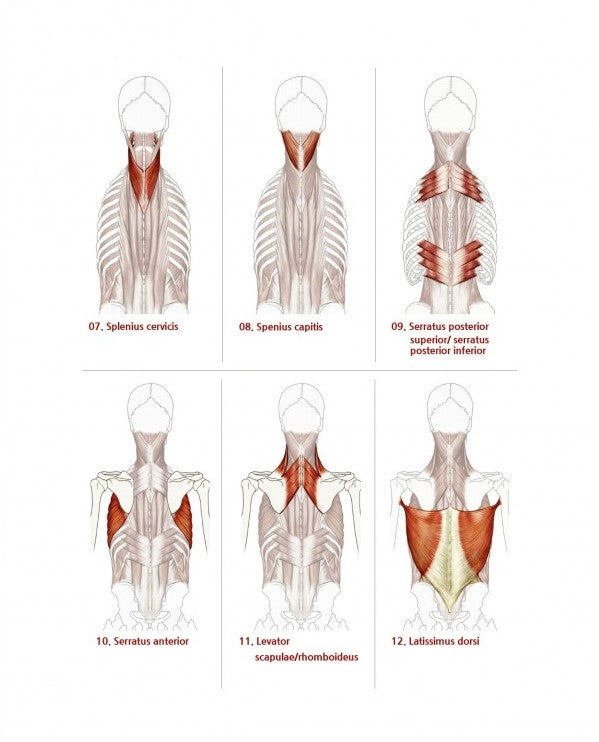 Stonehouse's Anatomy (Stonehouse Anatomy Note) in English